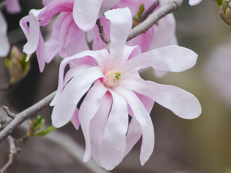 Magnolia stellata  'Rosea', flower.